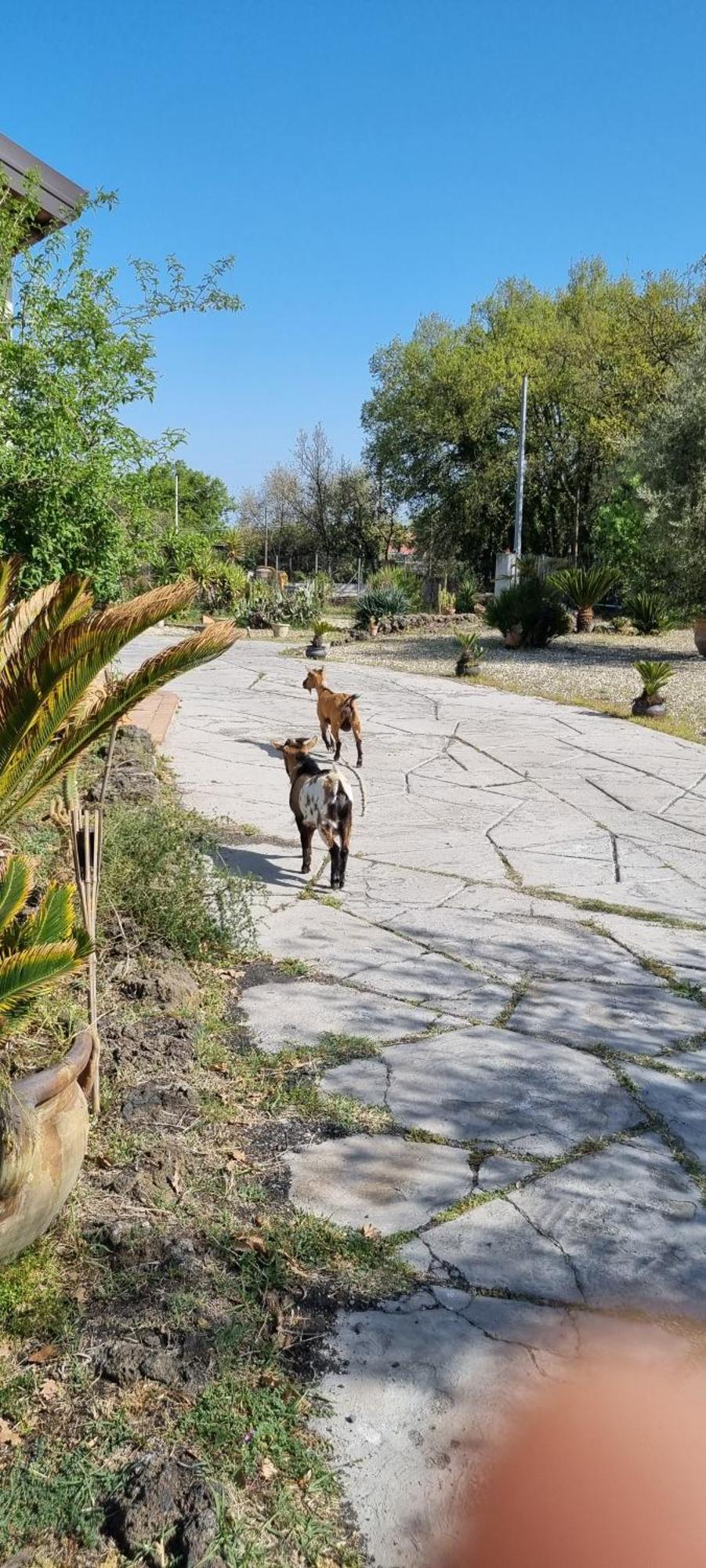 Antico Palmento Dell'Etna Hotel Pedara Luaran gambar